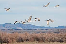 7 Amazing Migratory Birds You Can Find At Suncheon Bay