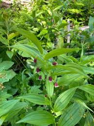 Image result for Streptopetalum