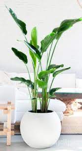 Bird Of Paradise Plant This May Be A Bit Too Big For The Corner Though They Look Great You Can Probably Prune It Bird Of Paradise Plant Plants Indoor Plants