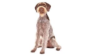 German Wirehaired Pointer Dog Breed Information