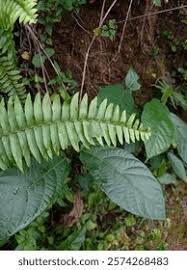 Image result for Lomariopsidaceae