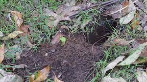 Das ist das neue ebay. Bandicoots Of Seq Land For Wildlife