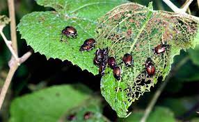 The particular disease symptoms in fruit trees include holes in the leaves, as well as new shoots, and even whole branches dying off. 24 Amazing Benefits And Uses Of Neem Oil For Plants