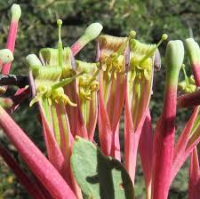 Image result for Tapinanthus oleifolius