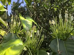 Image result for Oxyanthus speciosus