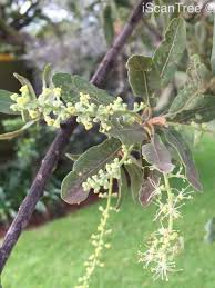 Image result for Pappea capensis