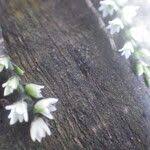 Image result for Bolusiella talbotii