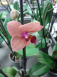 Check spelling or type a new query. Orchid Orchids Planting Flowers Flowers