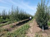 Саженцы плодовых деревьев для сада по гарантии на осень 2022 весна ...