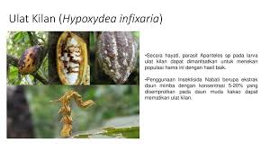 Duta visual nusantara tivi tujuh bawah transmedia yang merupakan salah satu perusahaan media terbesar yang berbasis di jakarta, indonesia. Pest And Diseases Of Chocolates Ppt Download