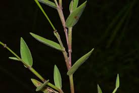 Image result for Urochloa villosa