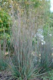 Schizachyrium scoparium 'standing ovation' ppaf. Schizachyrium Scoparium Standing Ovation Pp25202 Little Bluestem Grass Zones 3 8 Height 3 4 F Perennial Grasses Grasses Landscaping Ornamental Grasses