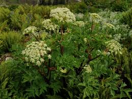 Image result for Heracleum