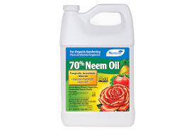 It can kill bugs like aphids and scale, as well as destroy fungi and mildew like root. Neem Oil Organic Insecticide Fungicide And Miticide