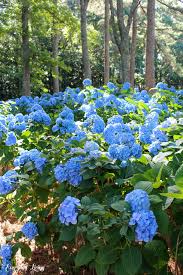 The flowers can be up to 8 in diameter and will bloom pink in alkaline soil or blue in acidic soil. A Morning On The Hydrangea Farm