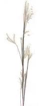 Image result for Andropogon eucomus