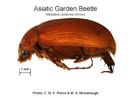 Check spelling or type a new query. What S Eating My Plants Uconnladybug S Blog