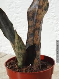 Image result for Sansevieria kirkii