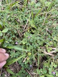 Image result for Grona setigera