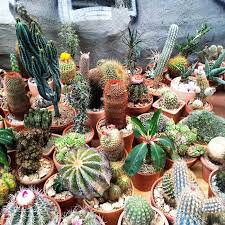 Lol i had to add 4 quarts of perlite, moss, and vermiculite to get this soil to have enough drainage to support cacti and succulents. Cactus Store Opens In New York The Strategist New York Magazine