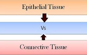 Difference Between Epithelial And Connective Tissues With