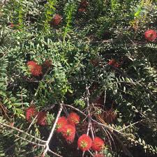 Image result for Melaleuca hypericifolia