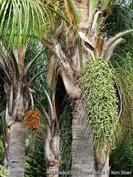 Image result for Syagrus romanzoffiana