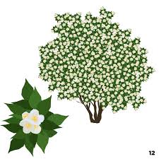 Common ornamental trees southern california. Los Angeles Trees And Flowers An Illustrated Guide Curbed La