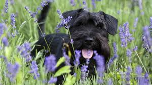 Jede pflanzenart besitzt ihr eigenes gift, das in den blättern, den blüten und den früchten vorkommen kann. Tierarztpraxis Giftige Pflanzen Fur Hund Und Katze