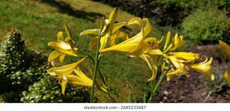 Image result for Asphodelaceae