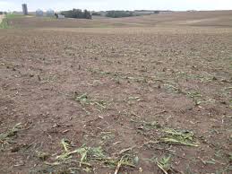 assessing hail damage to corn and soybean cropwatch