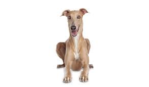 Check spelling or type a new query. Dog Adoption Adelaide Sa Adopt A Greyhound Greyhounds As Pets