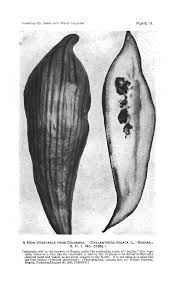 Image result for Harpachne schimperi