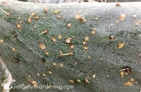 Image result for scale on plant