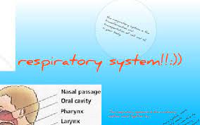 How The Respiratory Digestive And Circulatory System Work Together By Taylor Escamilla