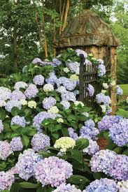 Guide To Hydrangeas Despite Sharing A Name Not All Hydrangeas Are The Same Learn How To Use Each Type Successfu Hydrangea Care Hydrangea Planting Hydrangeas