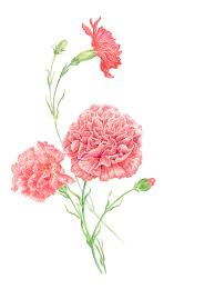 Carnation Clip Art Women Flower Pink For Mothers Day 658x883 Best free png hd pink carnation png images background, flowers png file easily with one click free hd png images, png design and transparent background with high quality this f. carnation clip art women flower pink