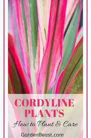 Complete Guide To Cordyline How To Plant Care For Cordyline Plants Plant Care Unique Plants Indoor Plant Care