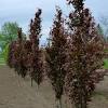 Completely cut out branches that are growing close to the trunk and straight down. Https Encrypted Tbn0 Gstatic Com Images Q Tbn And9gctlj7f3ch8414ybyqjtbbi Habm0d97ikpo4zwcbj9t5v8vu9q0 Usqp Cau