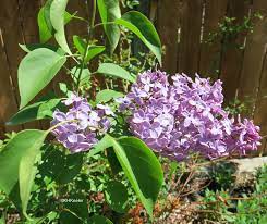 A Wandering Botanist Plant Story Lovely Lilacs
