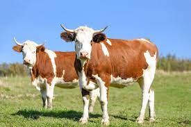 What Happens If You Don T Milk A Cow Farm Animals