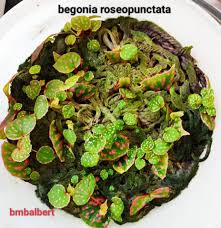 Image result for Begonia rostrata