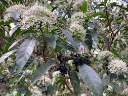 Image result for Pavetta sp. B