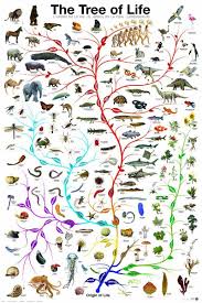 The Evolutionary Tree Of Life Biology Poster 24x36 Off The Wall Toys And Gifts Tree Of Life Evolution Tree Of Life Art Tree Of Life