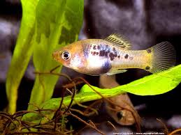 Xiphophorus Xiphidium Platy Porte Epee Poisson Exotique Poisson Epee