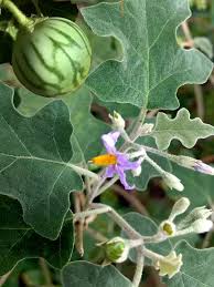 Image result for Solanum viarum