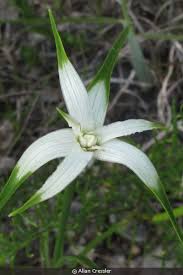 Image result for Rhynchospora brevirostris