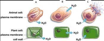 Where does the water go in the osmosis experiment? Introduction To Osmosis Serendip Studio