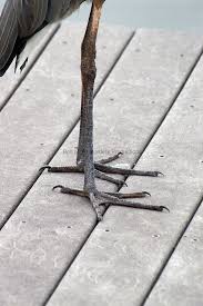 White Bird With Blue Feet Great Blue Heron Feet Bell Of The Borders Productions Blue Heron Heron Blue Bird