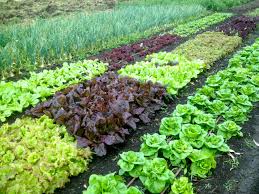 This answer will dictate how much of each vegetable you should grow. How To Test Your Garden Soil S Ph And Fix It For Great Veggies